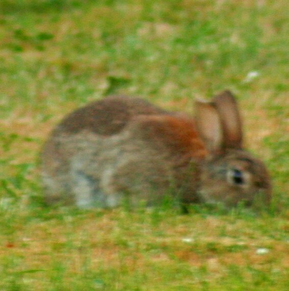 Rabbits